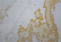 WHITE ONYX